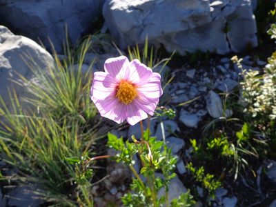 Dahlia tubulata, photographed by Leticia Jiménez Hernández