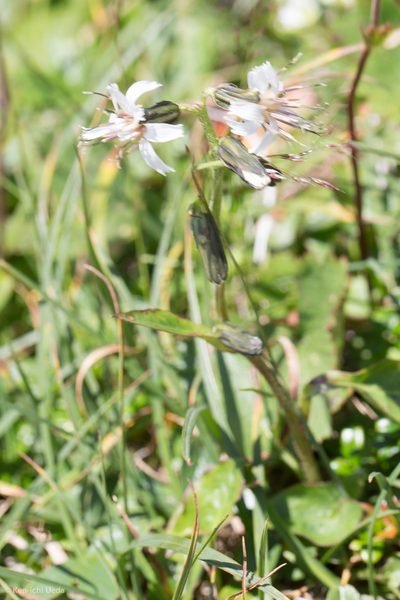 Nabalus boottii, photographed by Ken-ichi Ueda