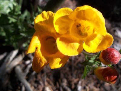 Aureolaria greggii, photographed by Leticia Jiménez Hernández