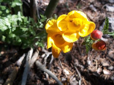Aureolaria greggii, photographed by Leticia Jiménez Hernández