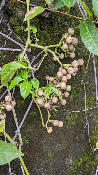 Tetrastigma lanyuense, photographed by Cheng-Te Hsu