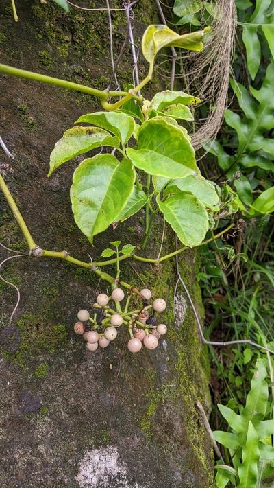 Tetrastigma lanyuense, photographed by Cheng-Te Hsu