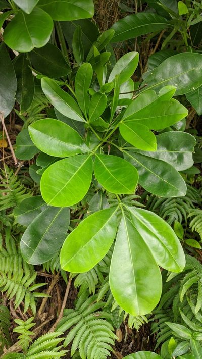 Melicope triphylla, photographed by Cheng-Te Hsu
