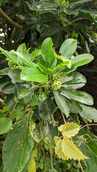 Melicope triphylla, photographed by Cheng-Te Hsu