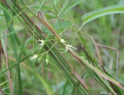 Vincetoxicum volubile, photographed by Oleg Kosterin