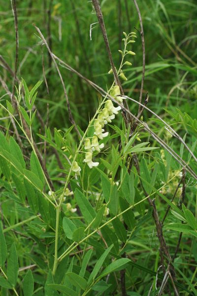 Sophora flavescens, photographed by Oleg Kosterin