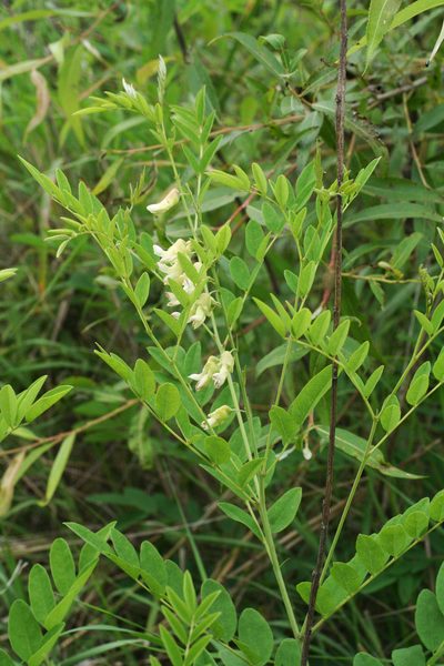 Sophora flavescens, photographed by Oleg Kosterin