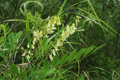 Sophora flavescens, photographed by Oleg Kosterin