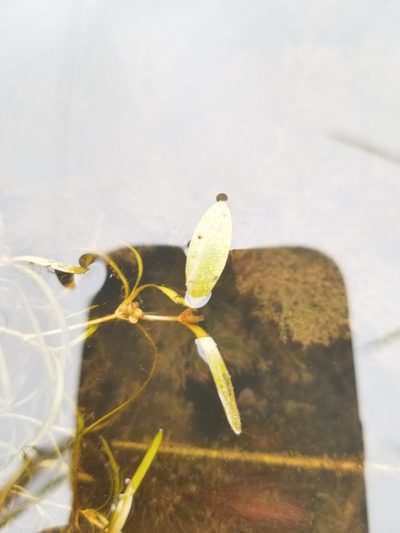 Potamogeton spirillus, photographed by Carter Dorscht