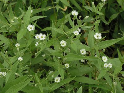 Stellaria radians, photographed by Oleg Kosterin