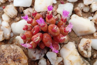 Oophytum nanum, photographed by Peter Warren