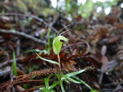 Pterostylis brumalis, photographed by Jacqui Geux