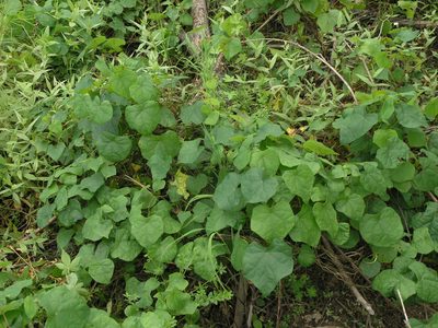Menispermum dauricum, photographed by Oleg Kosterin