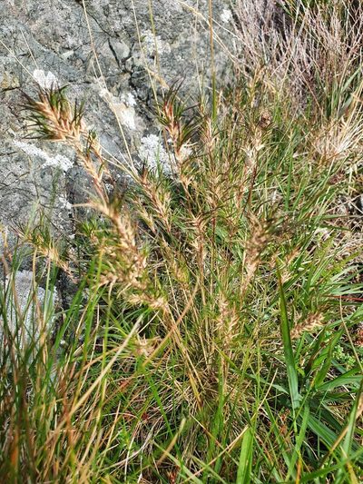 Festuca vivipara, photographed by Michael D. Pirie