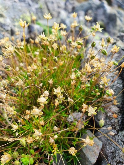 Sagina alexandrae, photographed by Michael D. Pirie
