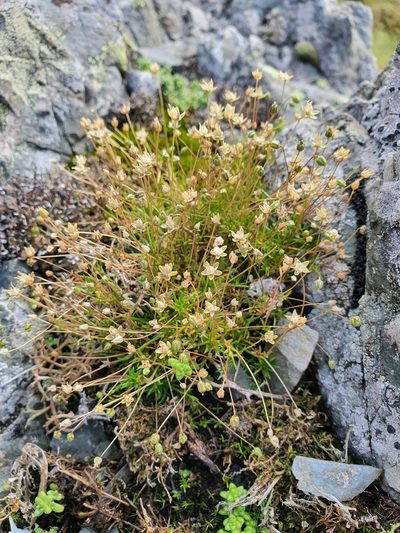 Sagina alexandrae, photographed by Michael D. Pirie