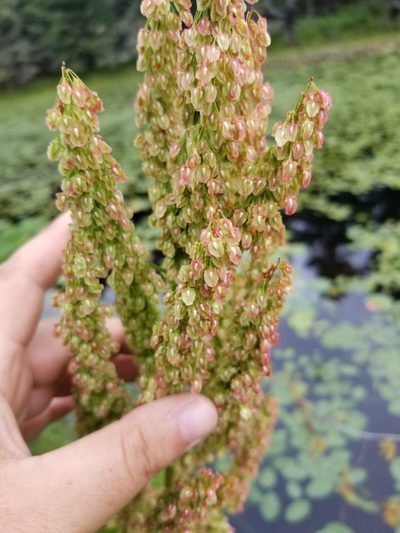 Rumex britannica, photographed by Carter Dorscht
