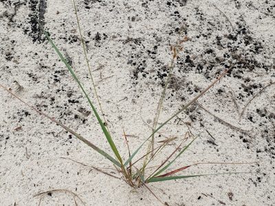 Bulbostylis ciliatifolia, photographed by Arturo Santos