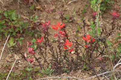 Castilleja subinclusa, photographed by Michael Bakker Paiva