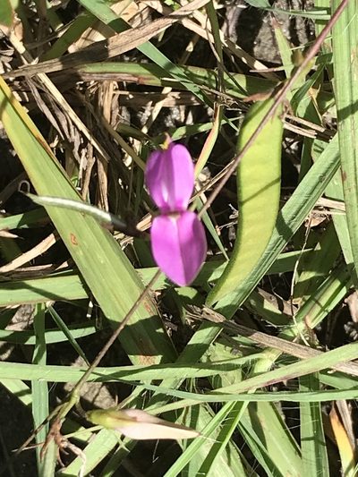 Galactia purshii, photographed by gcschmidt911