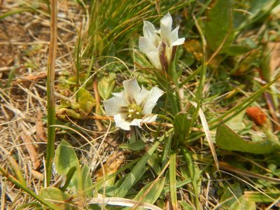 Gentiana newberryi, photographed by Sarah Angulo