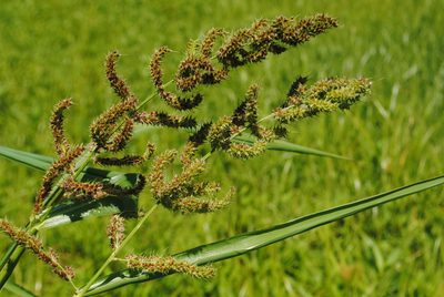 Echinochloa muricata, photographed by Zihao Wang