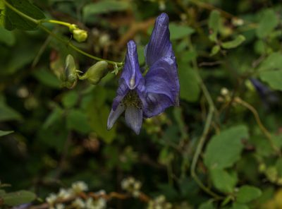 Aconitum uncinatum, photographed by Catherine Tamlyn