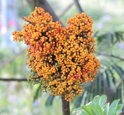 Heptapleurum arboricola, photographed by Josi Guimarães