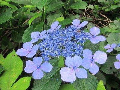 Hydrangea serrata, photographed by Marco Mussita