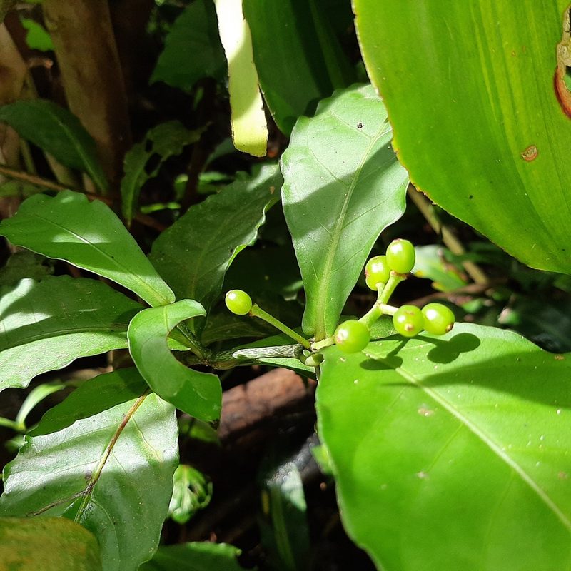 Psychotria subsessilis, photographed by Arthur de Jesús Chavarría Pérez
