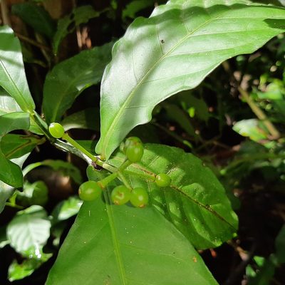Psychotria subsessilis, photographed by Arthur de Jesús Chavarría Pérez