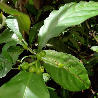 Psychotria subsessilis, photographed by Arthur de Jesús Chavarría Pérez