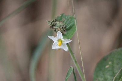 Solanum pruinosum, photographed by José Belem Hernández Díaz