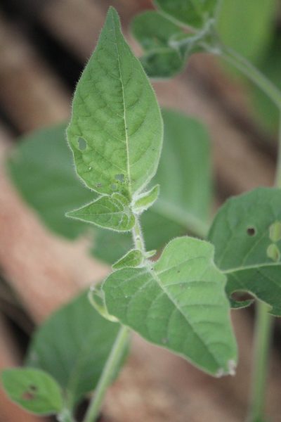 Solanum pruinosum, photographed by José Belem Hernández Díaz