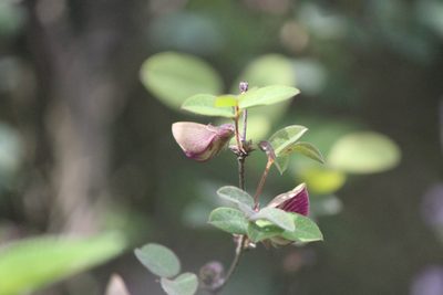 Nanogalactia brachystachys, photographed by José Belem Hernández Díaz