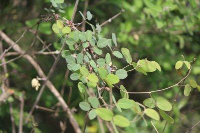 Nanogalactia brachystachys, photographed by José Belem Hernández Díaz