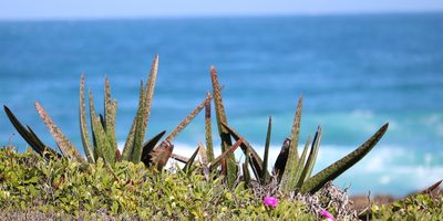 Gasteria acinacifolia, photographed by Dave Brown