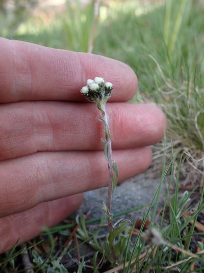 Antennaria pulchella, photographed by Martin Purdy