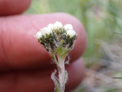 Antennaria pulchella, photographed by Martin Purdy