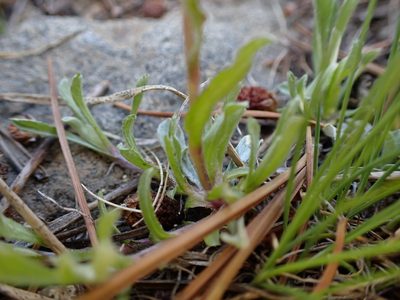 Antennaria pulchella, photographed by Martin Purdy