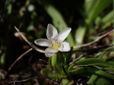 Montia chamissoi, photographed by Martin Purdy