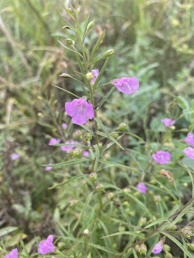 Agalinis aspera, photographed by Owen McElroy