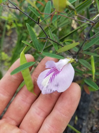 Clitoria fragrans, photographed by Scott Ward