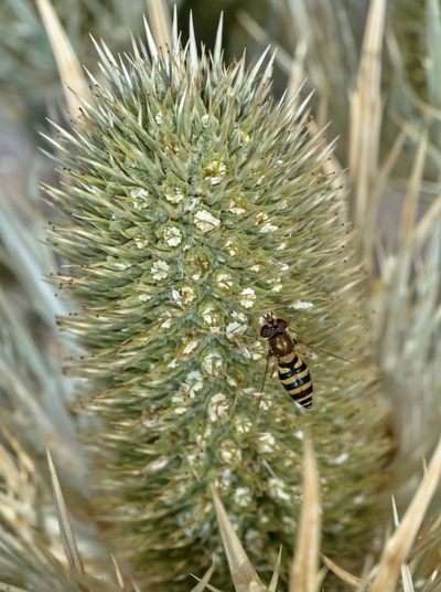 Eryngium spinalba, photographed by Gilles San Martin