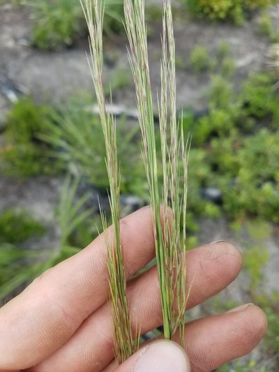 Aristida condensata, photographed by Scott Ward