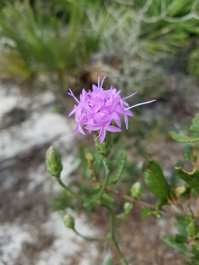Liatris ohlingerae, photographed by Scott Ward