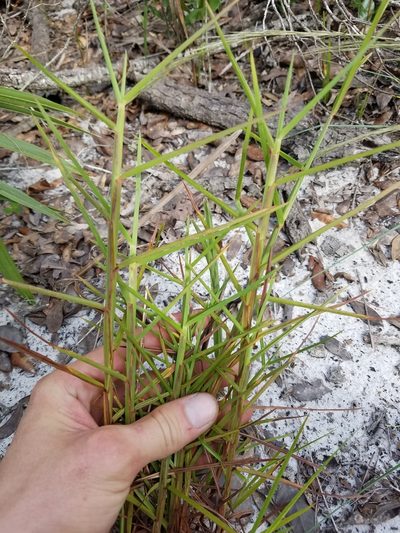 Schizachyrium sanguineum, photographed by Scott Ward