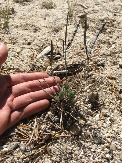 Boechera platysperma, photographed by Martin Purdy