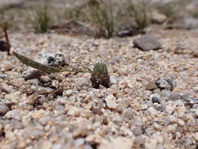 Boechera pygmaea, photographed by Martin Purdy