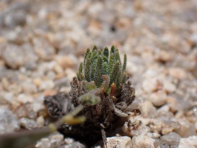 Boechera pygmaea, photographed by Martin Purdy